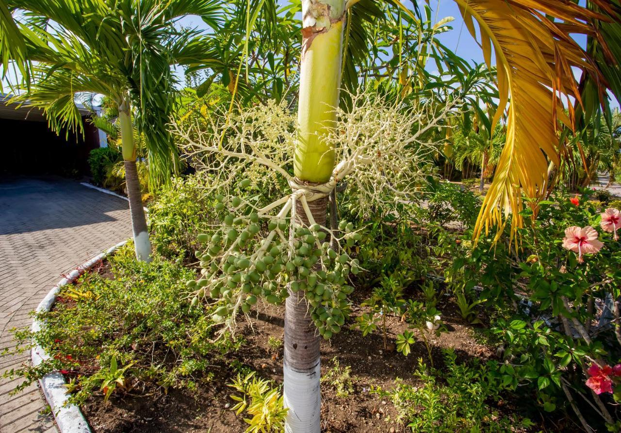 Nature'S Choice Home Richmond Palms, Jamaica Eksteriør bilde
